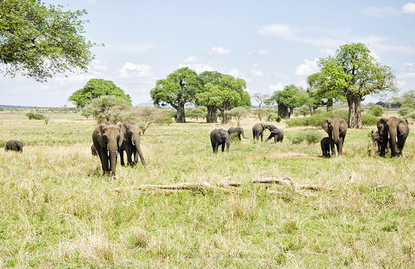 Tarangire