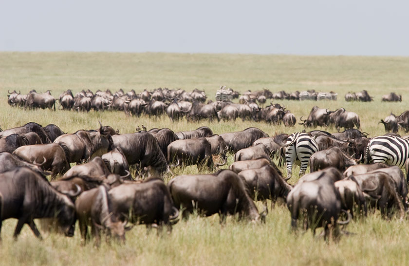 Serengeti