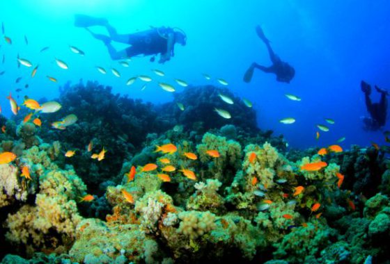 Reef Snorkeling & Diving