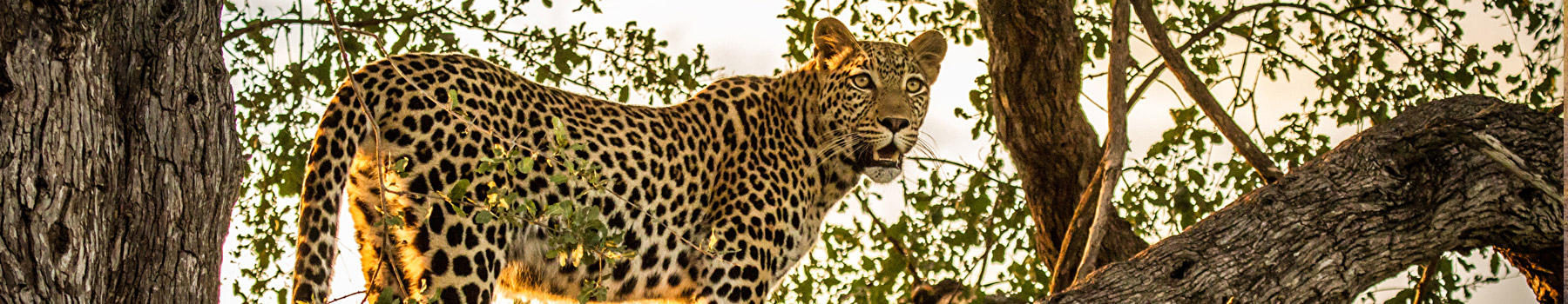 Serengeti Last Minute