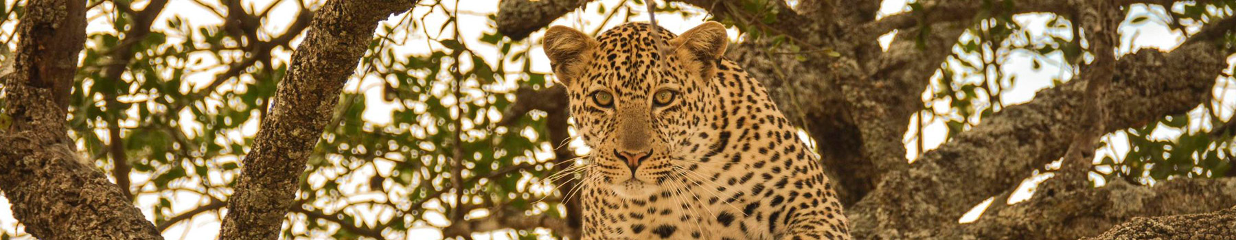 5 Days Honeymoon Safari