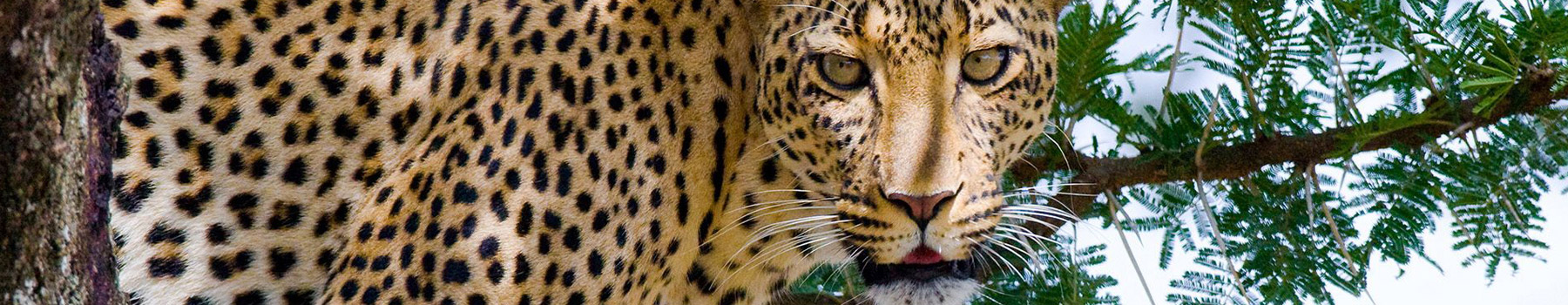 Big Cats Encounter