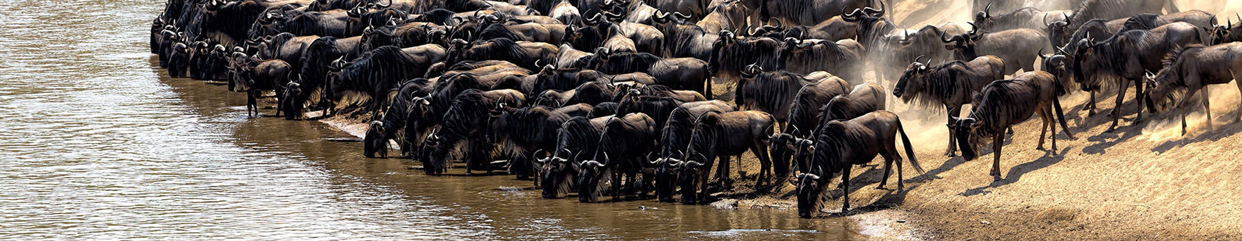 Follow the Migration