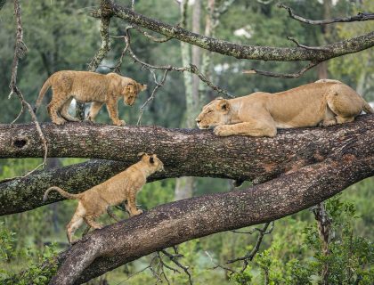 Night Game Drive