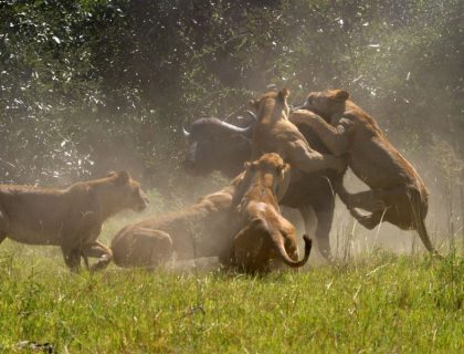 Elephant Herd Spotting