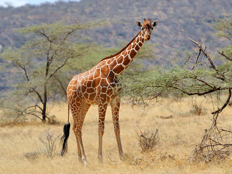 Arusha National Park Day Trip