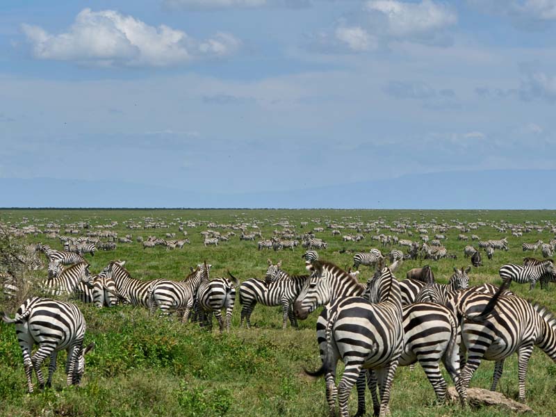 3 Days Tarangire, Ngorongoro Crater & Manyara